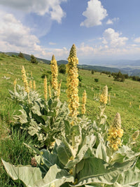 Tall Denseflower Yellow Mullein plant with vibrant yellow flower spikes