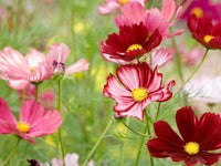 Colorful cosmos floral mix growing in a decorative garden landscape.