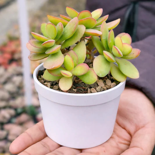 Cream Green Succulent Flower Seeds for Planting Sun Loving Heirloom & GMO Free Seeds for Home Garden
 
 Sale