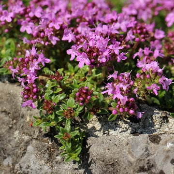 Walk On Me Creeping Thyme seeds for planting in home gardens and pathways.
