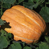 Heirloom Giant Wallace Whoppers Pumpkin seeds for raised beds and garden plots.