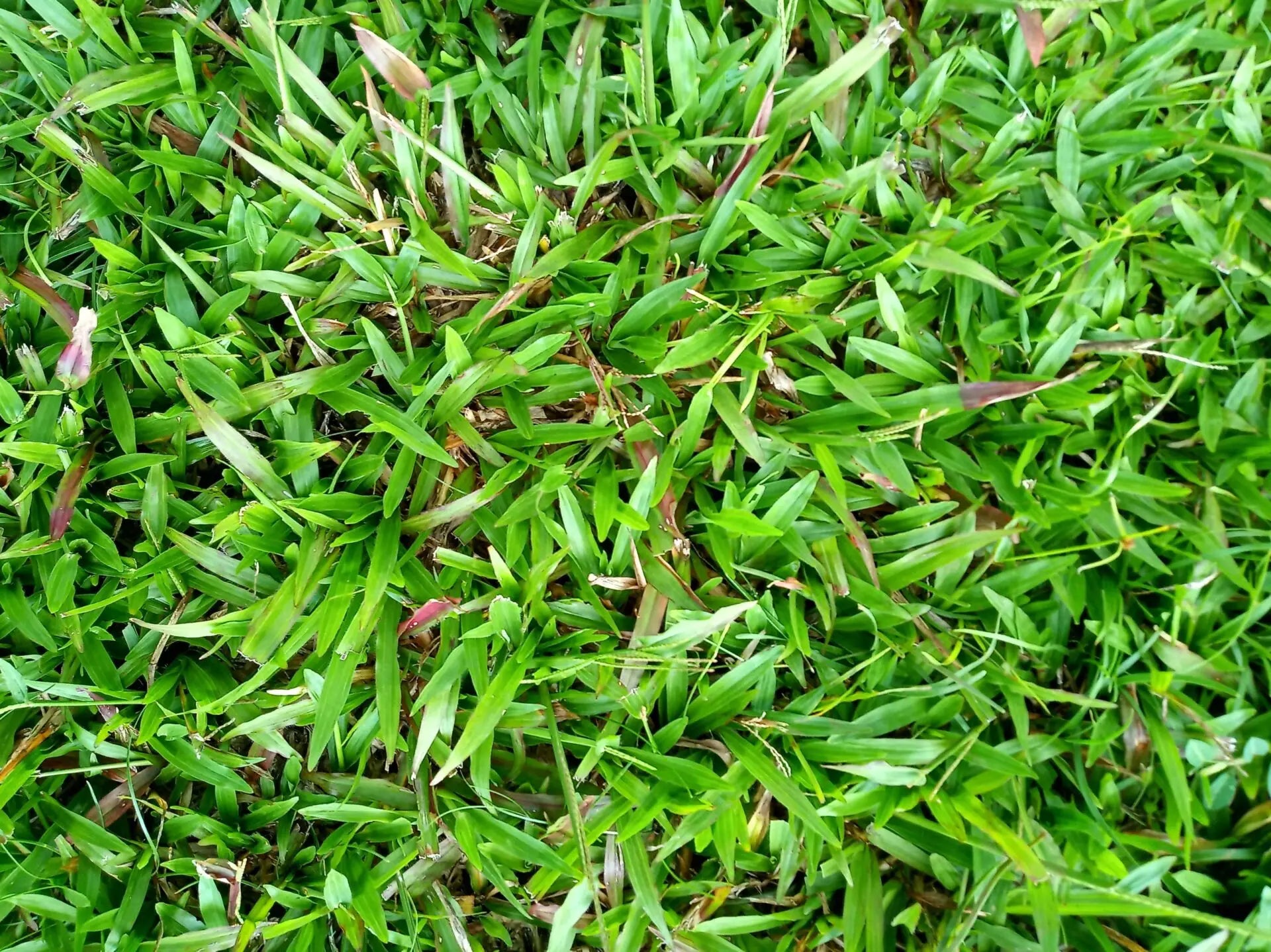 Warm-season Buffalo Grass with fine-textured green turf for landscaping