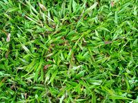 Warm-season Buffalo Grass with fine-textured green turf for landscaping