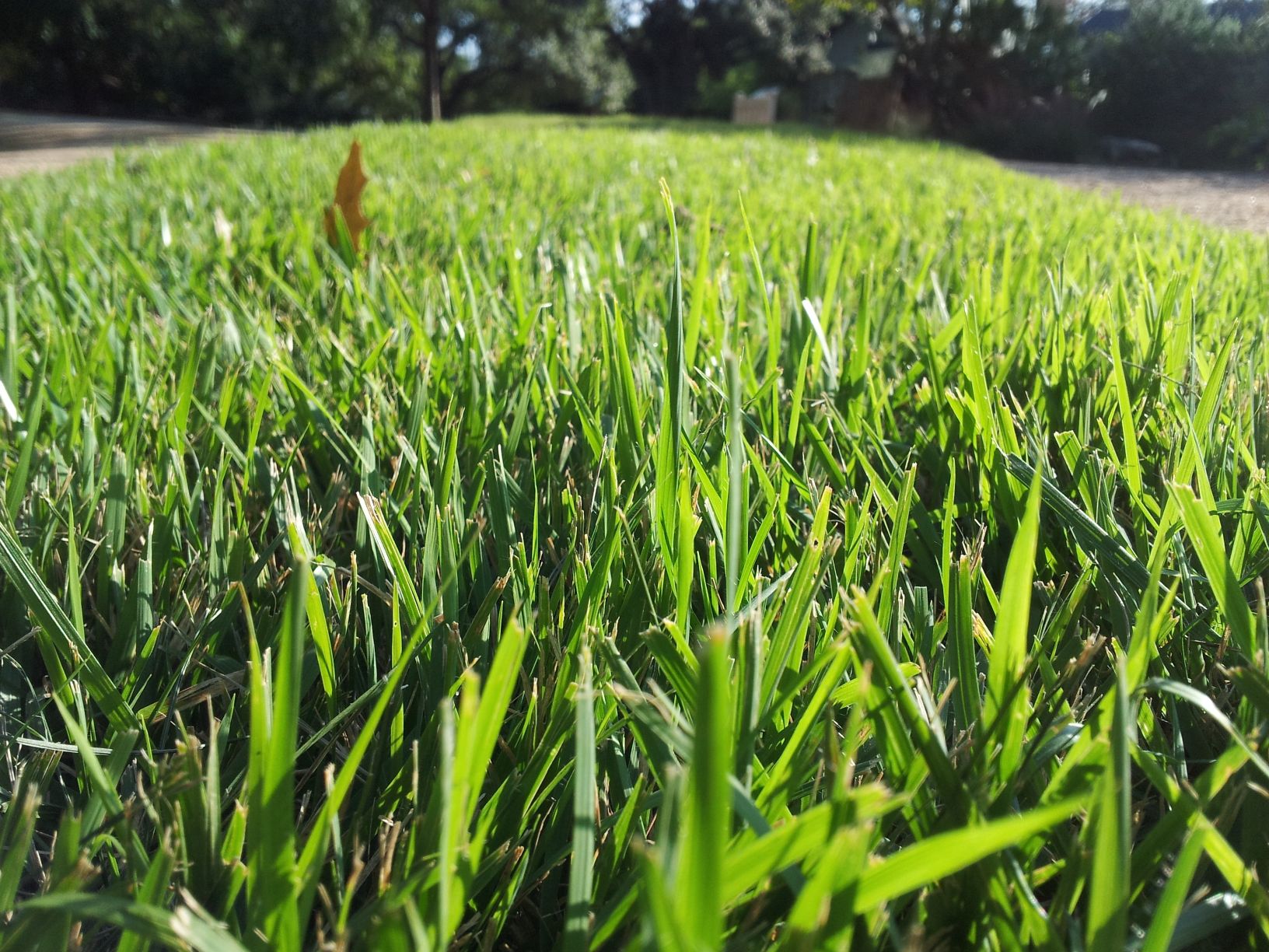 Emerald Zoysia grass seed pack suitable for lawns and outdoor landscape projects