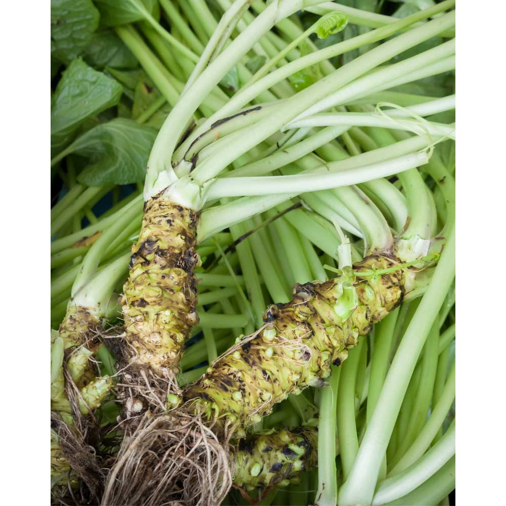 Wasabi vegetable seeds for planting in home gardens and containers