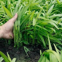 Water Spinach plants growing in a sunny garden bed