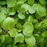 Healthy Watercress leafy herb suitable for containers and gardens