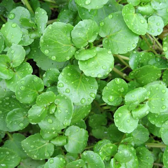 Green Watercress herb growing in a moist garden bed
