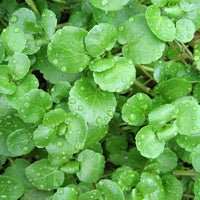 Green Watercress herb growing in a moist garden bed