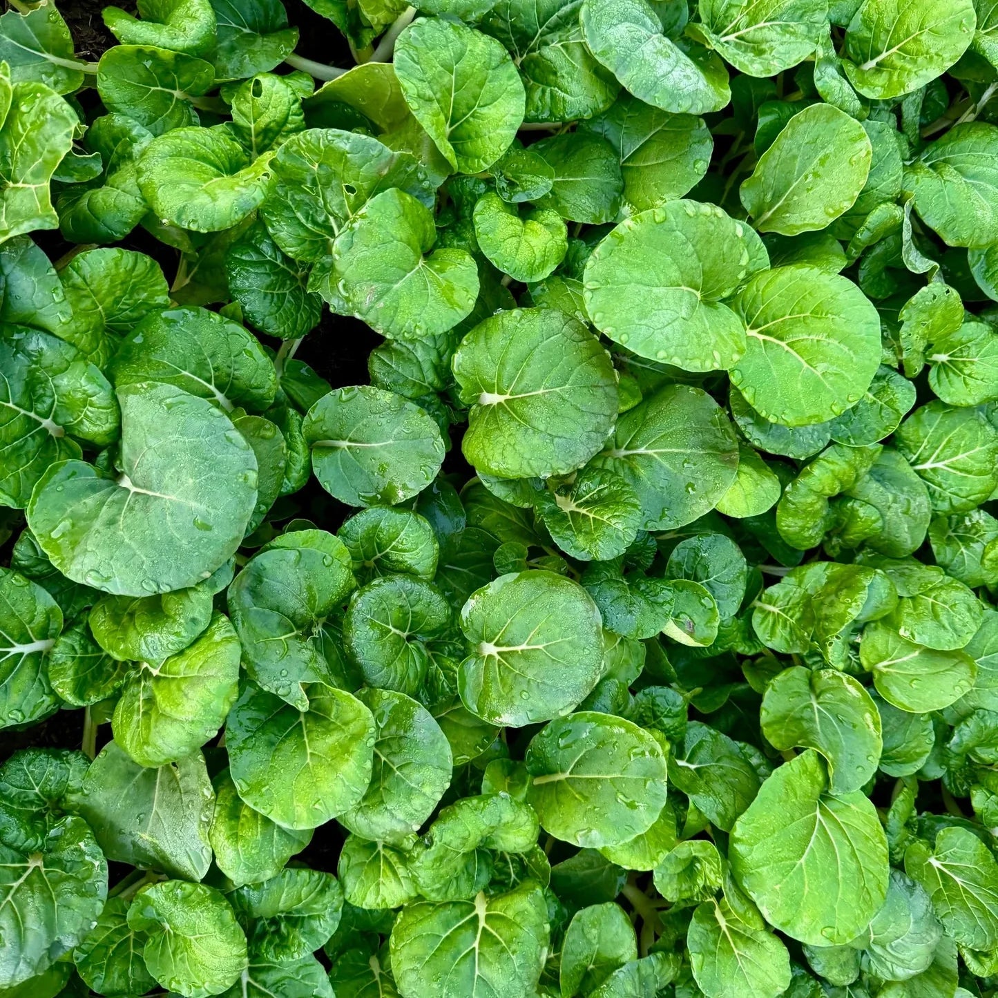 Watercress Upland Cress Seeds for Planting