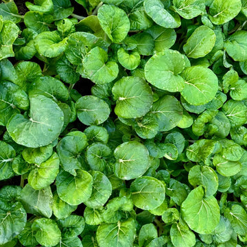 Watercress Upland Cress Seeds for Planting