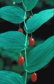 Red watermelon-like berries growing on plant