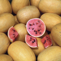 Watermelon Seeds - Golden Midget