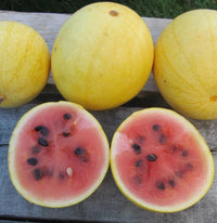 Watermelon Seeds - Golden Midget