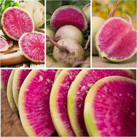 Watermelon Radish seeds (Raphanus sativus) for vegetable patch and salad bed planting