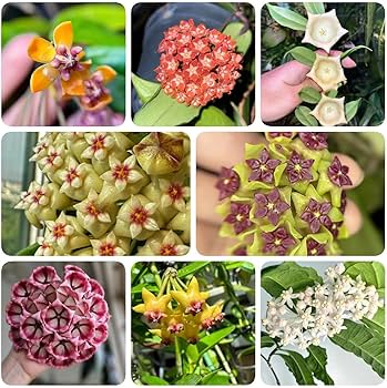 Wax Flower Plants Growing in Garden Bed