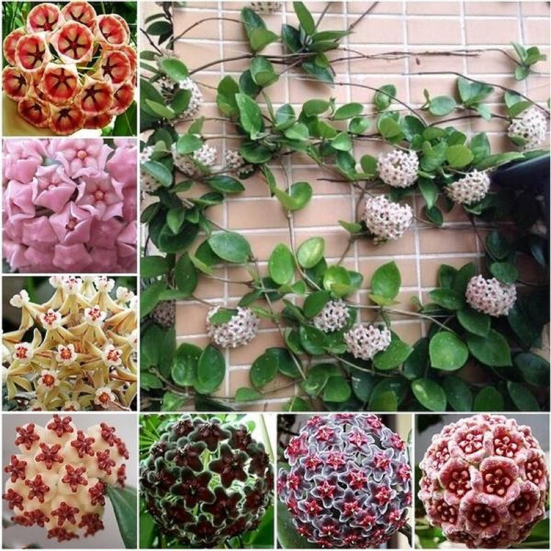 Hardy Wax Flower Seeds for Easy Planting
