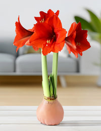 Waxed Amaryllis bulb with vibrant blooms displayed indoors.