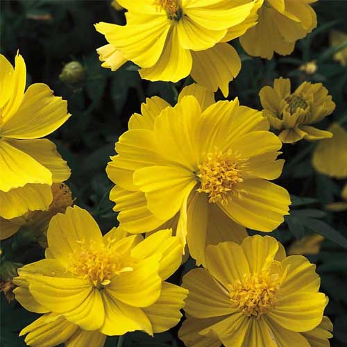 Yellow Carnosa Flower seeds for Planting Sun Loving Heirloom & GMO Free Seeds for Home Garden