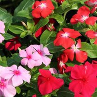 Mixed Vinca Flower seeds for Planting - Garden Favorite, Heirloom & GMO Free Seeds for Home Garden