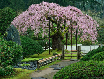 Weeping Cherry Tree Seeds for Planting – Ornamental Flowering Tree