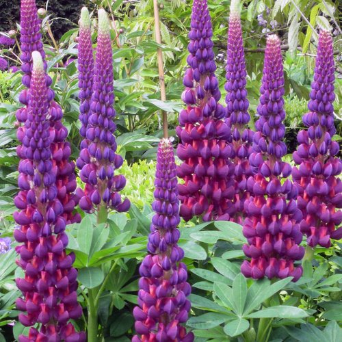 Violet Yellow Lupine Flower seeds for Planting Pollinator Friendly Heirloom & GMO Free Seeds for Home Garden 
 
 Sale
