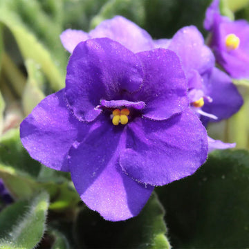 Purple African Violet Flower seeds for Planting - Cut Flower Favorite, Heirloom & GMO Free Seeds for Home Garden