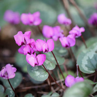 Lavender White Cyclamen Flower seeds for Planting - Wildflower Mix, Heirloom & GMO Free Seeds for Home Garden
