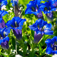 Blue Gentiana Acaulis Flower seeds for Planting - Garden Favorite, Heirloom & GMO Free Seeds for Home Garden