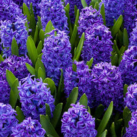 Hyacinthus Flower seeds for Planting Garden Favorite Heirloom & GMO Free Seeds for Home Garden
 
 Sale