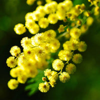 Mimosa Flower seeds for Planting - Sun Loving, Heirloom & GMO Free Seeds for Home Garden