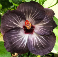 Black Hibiscus Flower seeds for Planting - Compact Growth, Heirloom & GMO Free Seeds for Home Garden