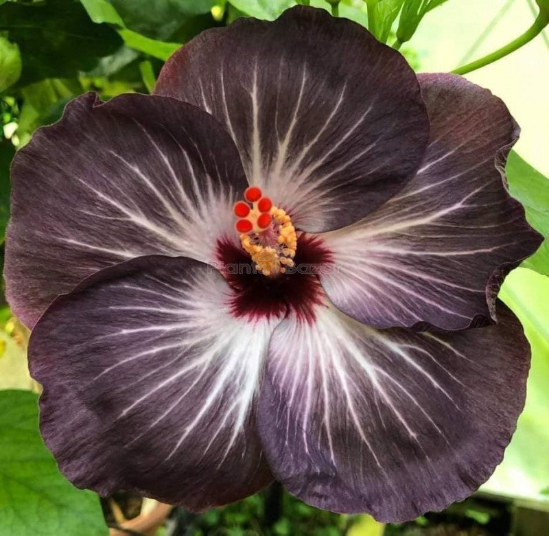 Black Hibiscus Flower seeds for Planting Shade Tolerant Heirloom & GMO Free Seeds for Home Garden 
 
 Sale