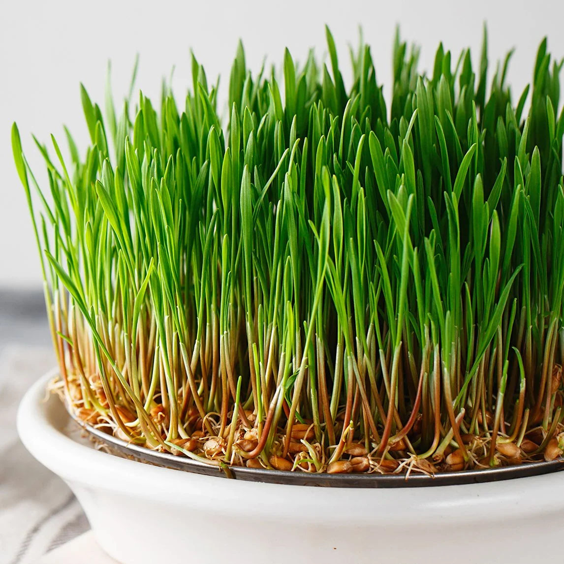 Fresh green Wheat Grass growing in a planting tray