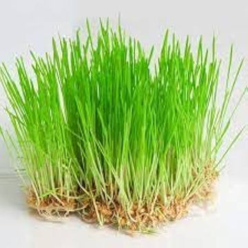 Wheat Grass seeds for planting in home gardens and indoor trays