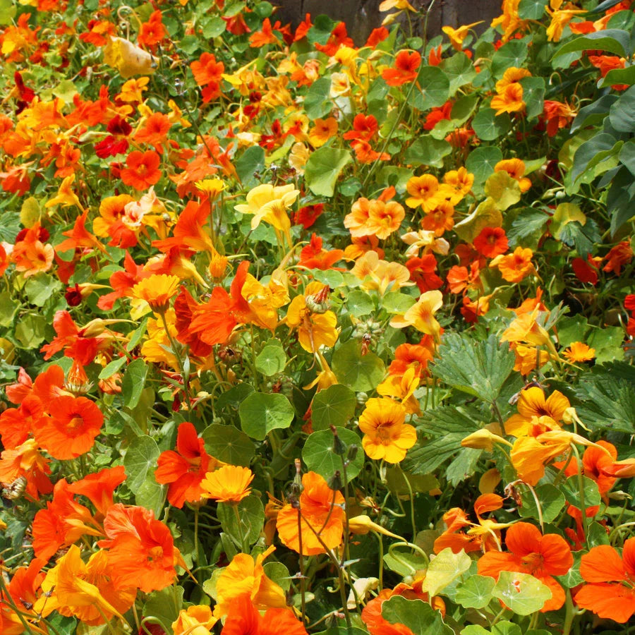 Colorful Whirlybird Mix Nasturtium flowers in bloom