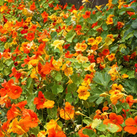 Colorful Whirlybird Mix Nasturtium flowers in bloom