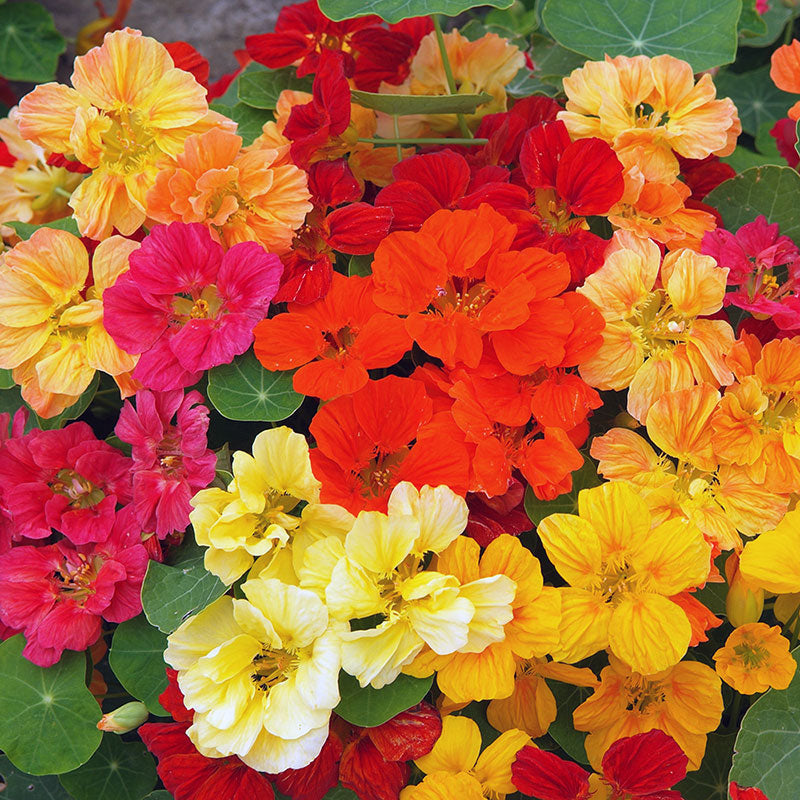 Whirlybird Mix Nasturtium flower seeds for garden planting