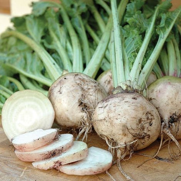 High quality white beet seeds closeup
