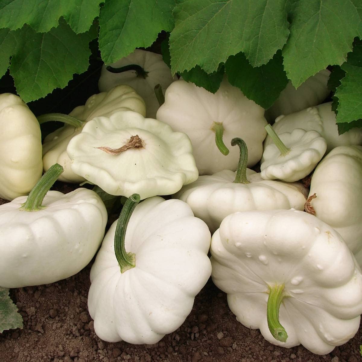 White Bush Scallop Squash Growing in Home Garden