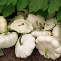 White Bush Scallop Squash Growing in Home Garden