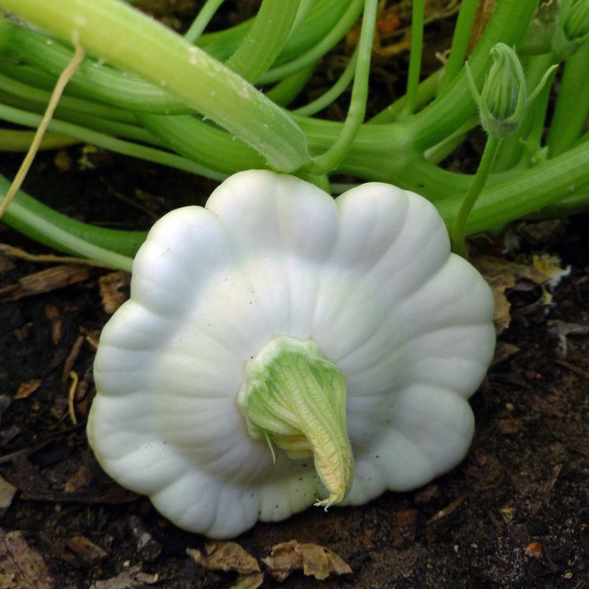 White Bush Scallop Summer Squash Seeds for Planting
