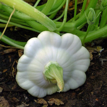 White Bush Scallop Summer Squash Seeds for Planting