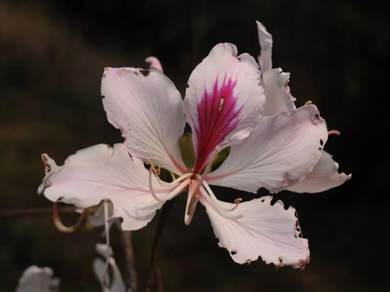 White Butterfly Orchids Flower Seeds for Planting