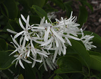 White Chionanthus Retusus Tree Seeds for Planting