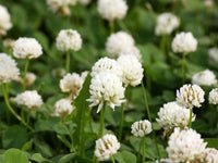 White Dutch Clover Green Foliage and White Flowers