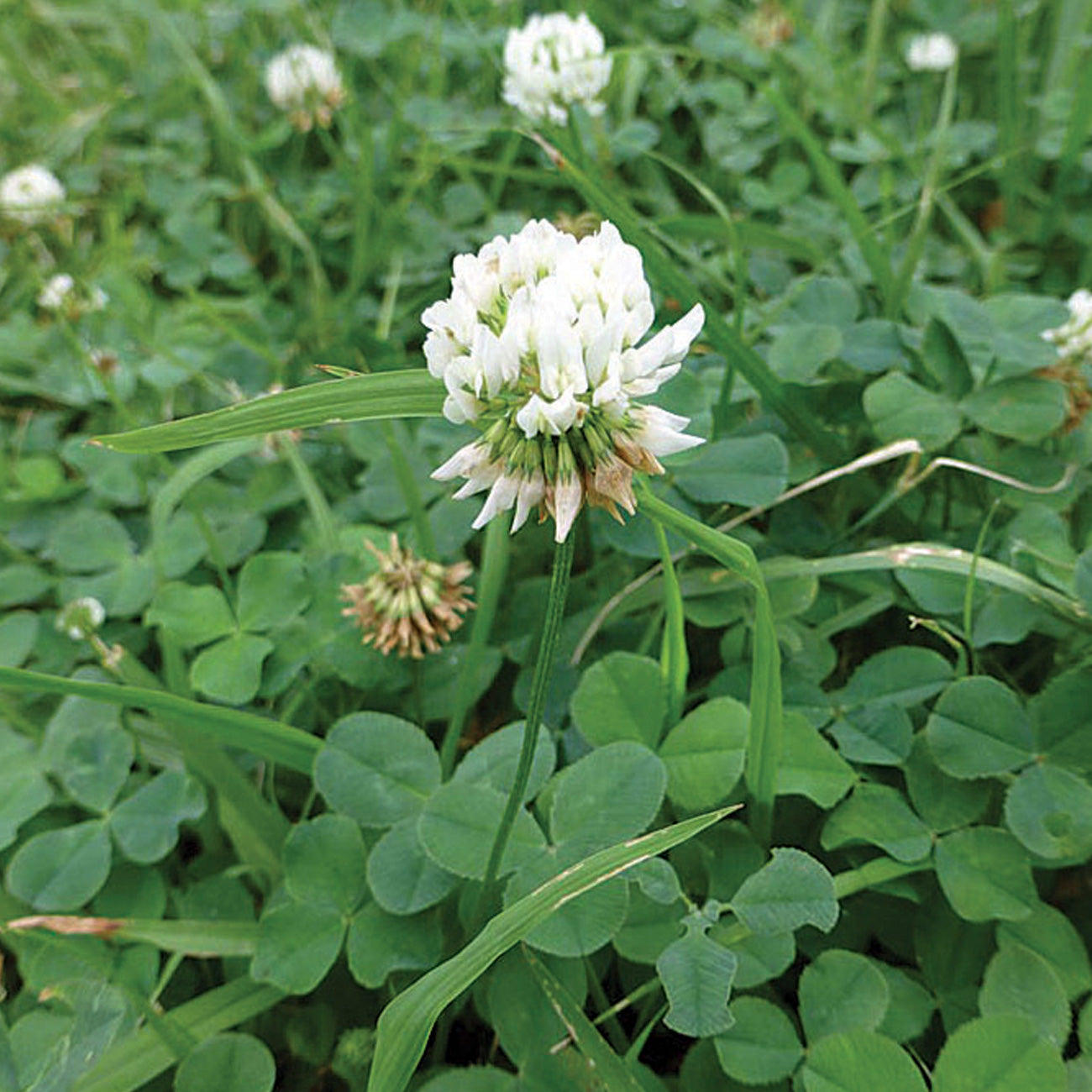 White Dutch Clover Ground Cover Growing Outdoors