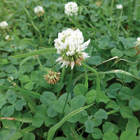 White Dutch Clover Ground Cover Growing Outdoors