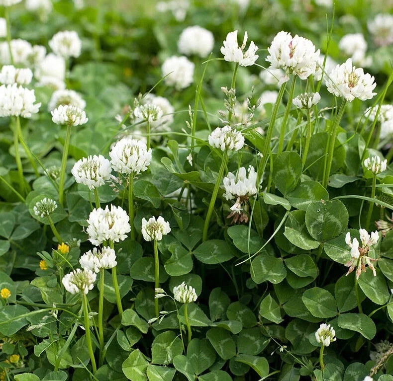 White Dutch Clover Seeds with MiniClover for Planting