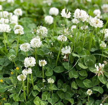 White Dutch Clover Seeds with MiniClover for Planting
